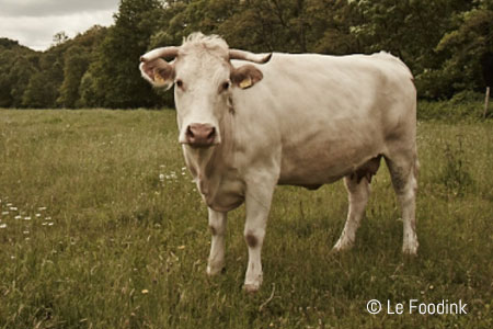 bio-schober-waldviertler-blondvieh