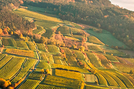 weingut-tom-dockner-weinberge