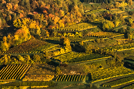 weingut-tom-dockner-weinrebe